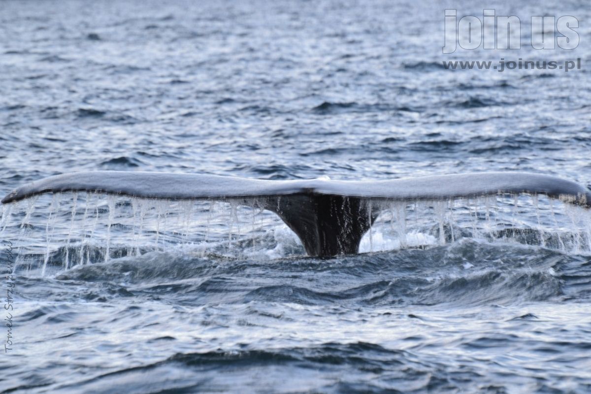 Foto-polowanie na wieloryby